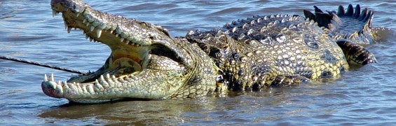 KAP ELECTION GRANDSTANDING ON CROC MANAGEMENT: CRIPPS crocodile photo