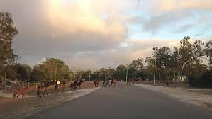 Silence from Minister on Brumbies Brumbies